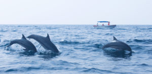 Sri Lanka Dolphins